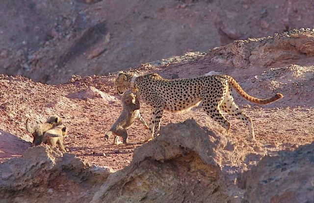 The cheetahs of Sir Bani Yas Island-4